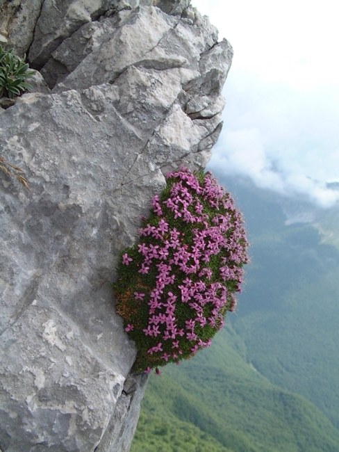 Silene acaulis / Silene acaule, S. a cuscinetto